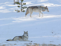 photo_two-wolves_timspringer_209.jpg