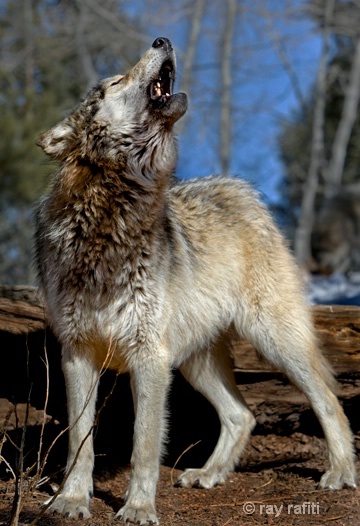 Wolf Howling Ray Rafiti