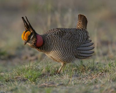 Lesser Prairie Chicken