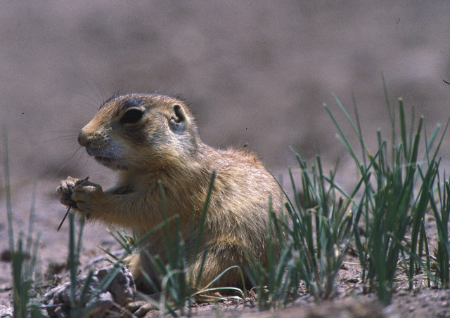 Utah Prairie Dog 1 Jess Alford