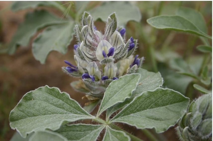 Chihuahuan Scurfpea photo