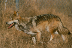Mexican Wolf Photo FW Service