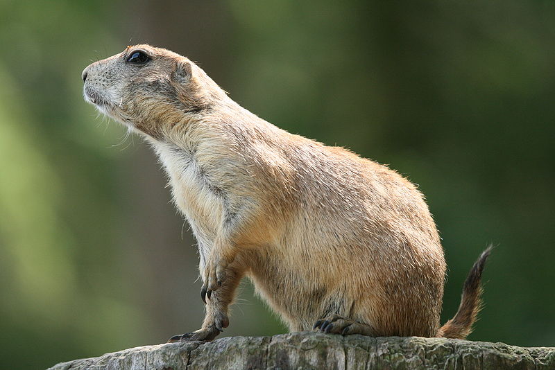 Black-tailed prairie dog photo public domain