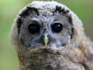 Mexican spotted Owl pc Flickr Aaron Maizlish
