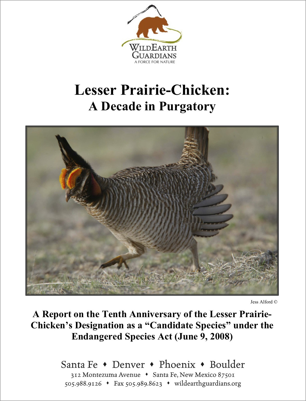 Lesser Prairie Chicken A Decade In Purgatory report