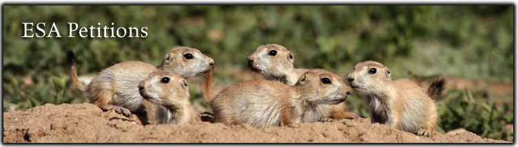ESA Petitions Banner Black-tailed prairie dogs Rich Reading