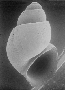 Chupadera springsnail pc Robert Hershler