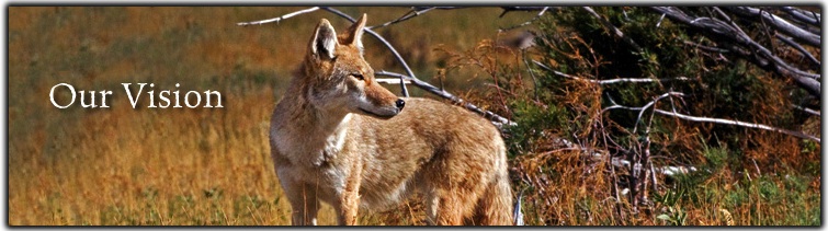 War on Wildlife Vision Banner