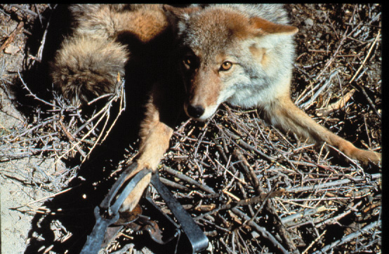 Trapped Coyote in Leghold Trap