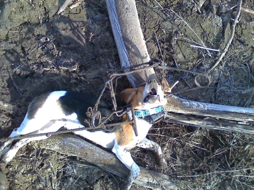 Dog caught in Conibear Kill Trap
