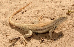 Sand dune lizard pc unknown