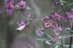 Monarch Butterflies pc Bethany Cotton