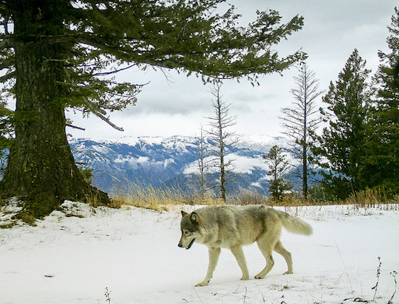 wolf pc Oregon Dept Fish and Wildlife