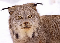 Canada Lynx Quebec pc Eric Bégin Creative Commons Flickr