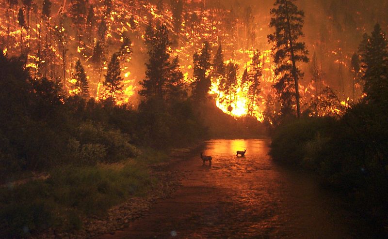 Deerfire Montana pc John McColgan USDA