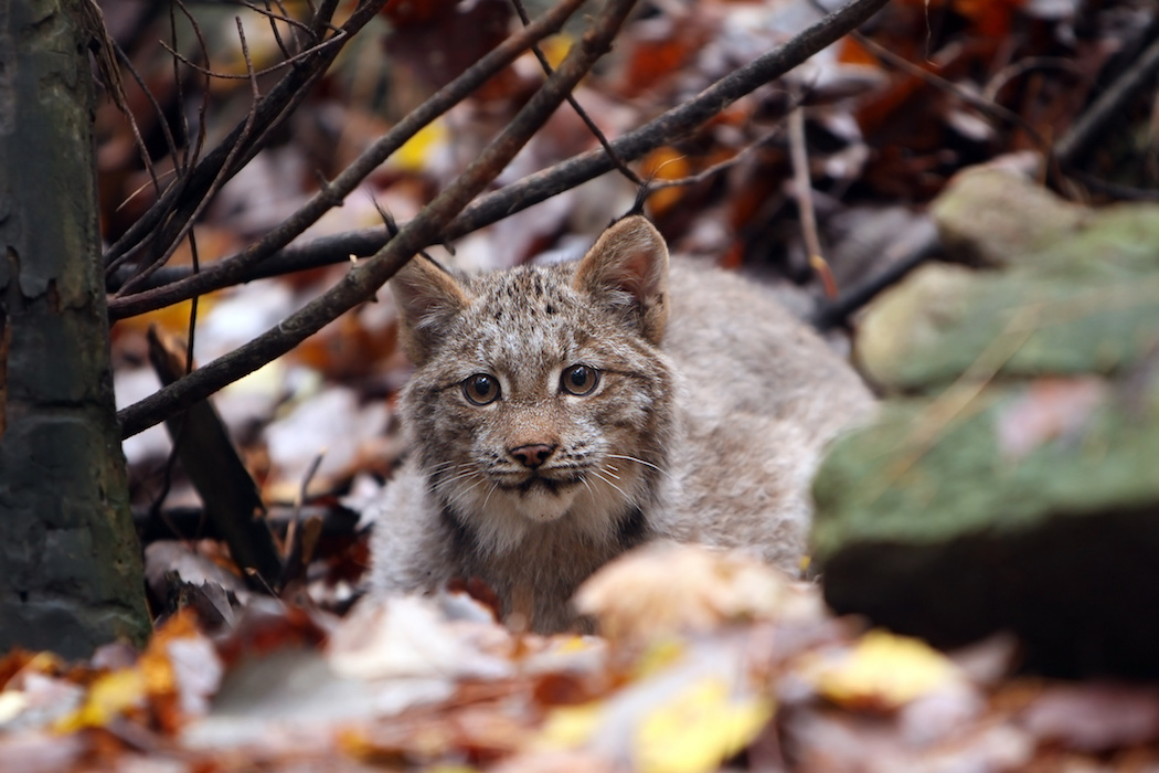Canada lynx kitten pc Megan Lorenz AdobeStock