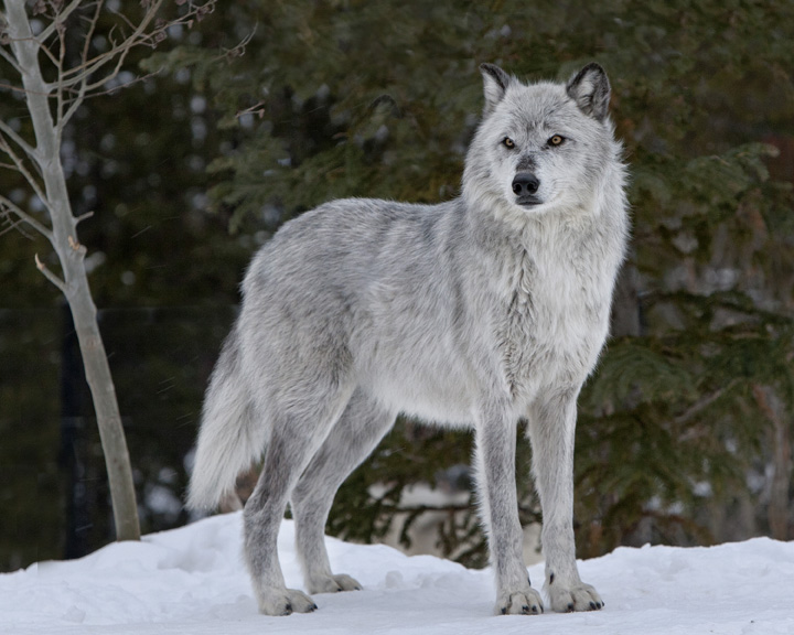 Alpha female wolf pc Ray Rafiti