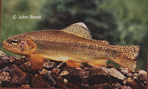 Apache Trout pc John Rinne