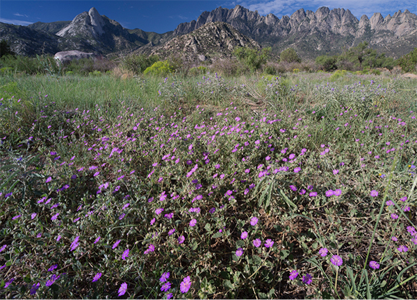 Organ Mountains-Desert Peaks Natl Mon pc BLM Flickr