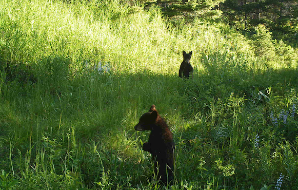 bear cubs Montana reclaimed road pc WG