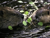 Beavers Feeding thumbprint pc Joseph Thomas