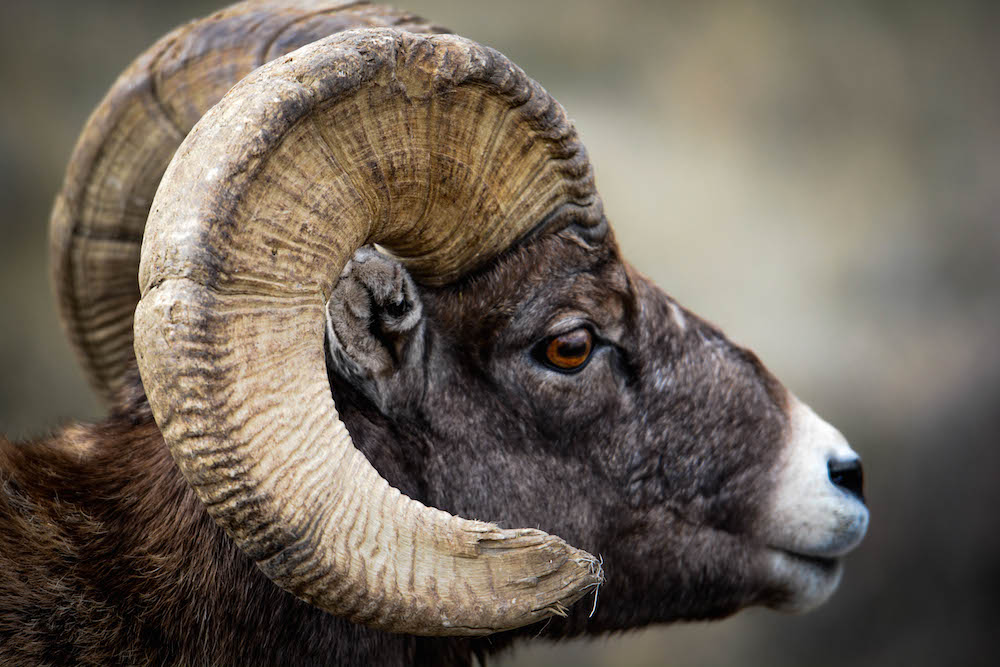 Bighorn Sheep pc John Meyer WG