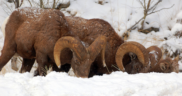 Bighorn pc Greg Lewis