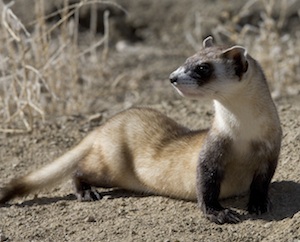 Black-footed Ferret