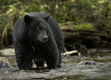 Black Bear pc Ray Rafiti