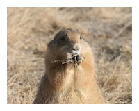 Black tailed prairie dogs pc Rich Reading