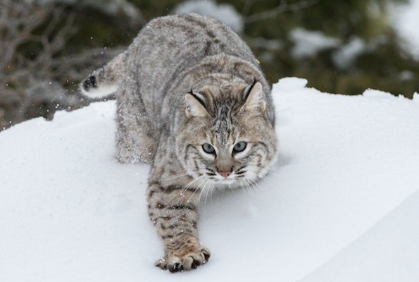 bobcat Outward Bound CC Flickr