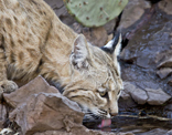 bobcat pc Elroy Limmer