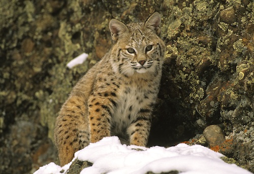 Bobcat pc istock