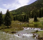 Rio Grande National Forest small pc Bryan Bird