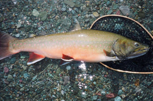 Bull trout public domain