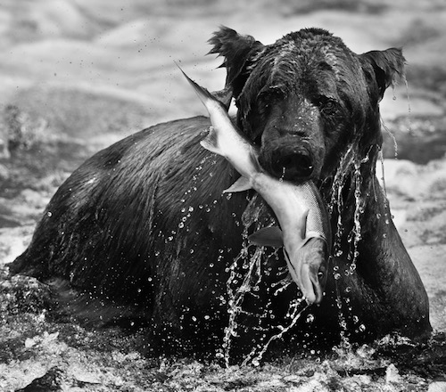 Catch by David Yarrow