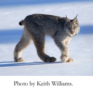 Canada Lynx pc Keith Williams