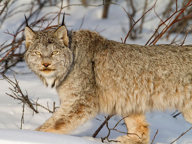 Canada Lynx pc Juliana Luz CC Flickr