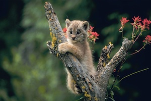 Canada Lynx kitten photos.com