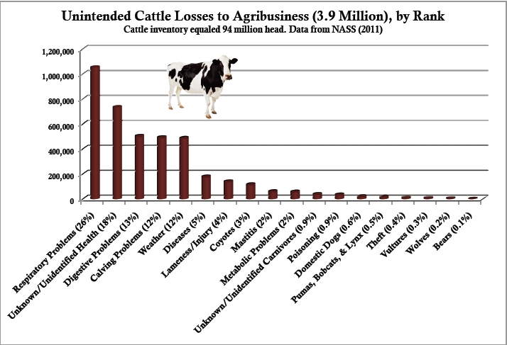 Cattle losses by rank