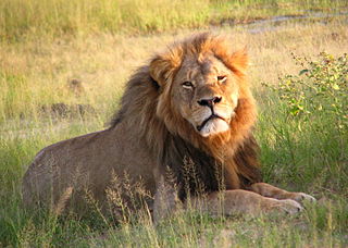 Cecil the lion Wikipedia Commons