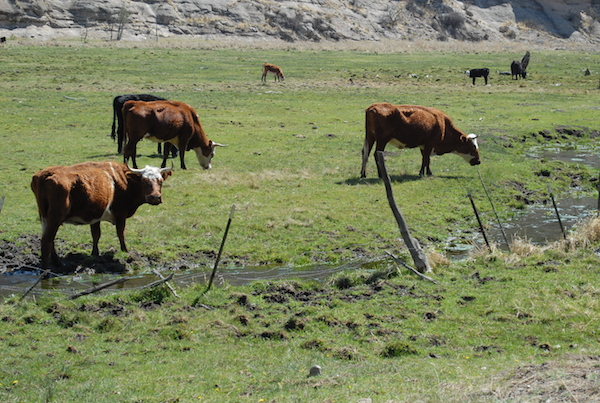 cows grazing pc WG