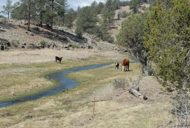 Rogue cows in Gila riparian area pc Bryan Bird