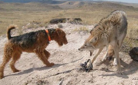 Coyote Trap Image cropped pc Jamie Olson_Wildlife Services