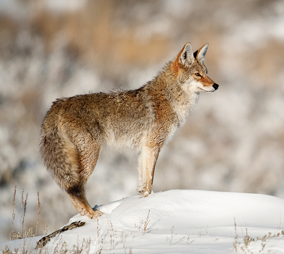 Coyote snow_pc_Sam Parks