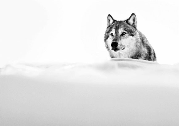 Focused Wolf picture