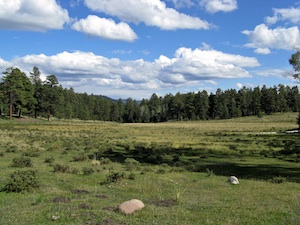 Forest Scene small