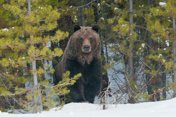 Grizzly Bear pc Sam Parks
