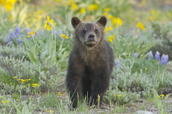 Grizzly bear and flowers pc Sam Parks Photography