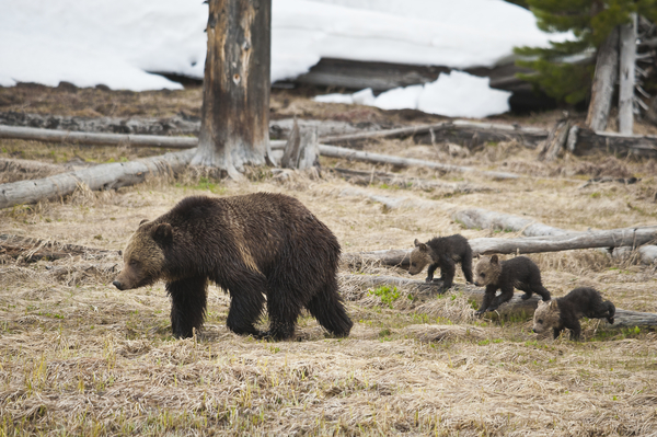 Mama Grizzly with cubs pc Sam Parks Photography
